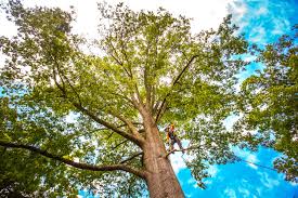 Best Lawn Maintenance Plans  in Lawrenceville, GA