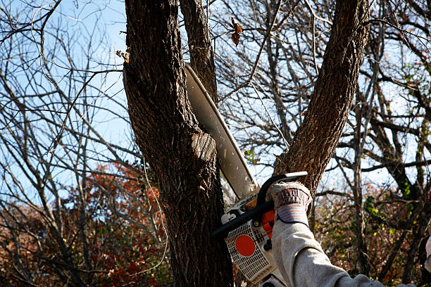 Best Tree Removal  in Lawrenceville, GA